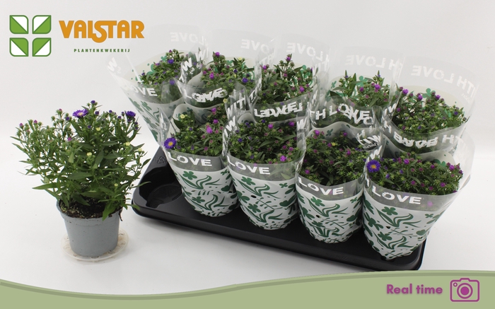 <h4>ASTER NB OV</h4>