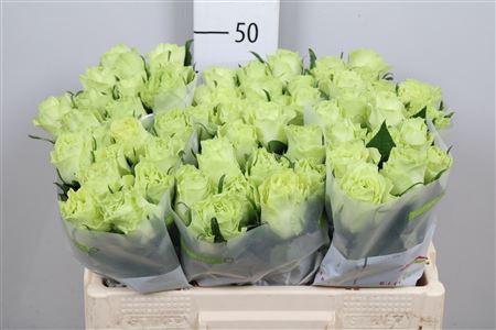 <h4>R Gr Camouflage!</h4>