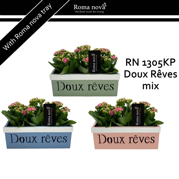 <h4>1305KP - Doux Rêves mix (Kalanchoe pink)</h4>