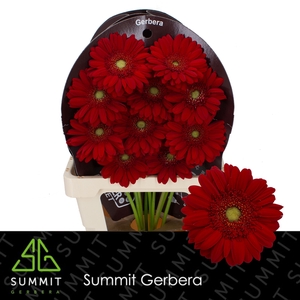 Gerbera Carambole Flowerracket