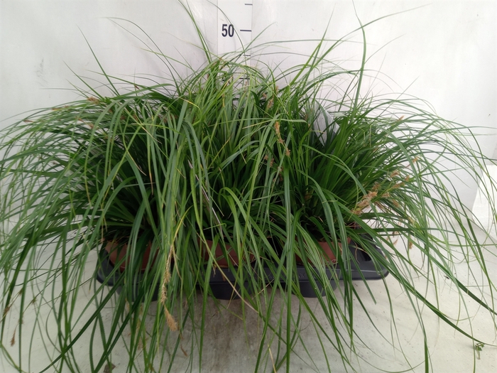 <h4>Carex oshimensis</h4>