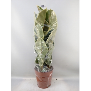 Ficus elastica 'Tineke'