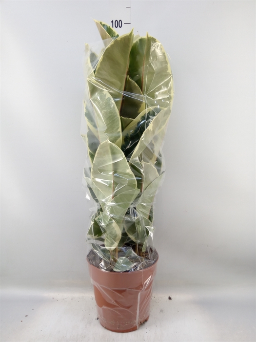 <h4>Ficus elastica 'Tineke'</h4>