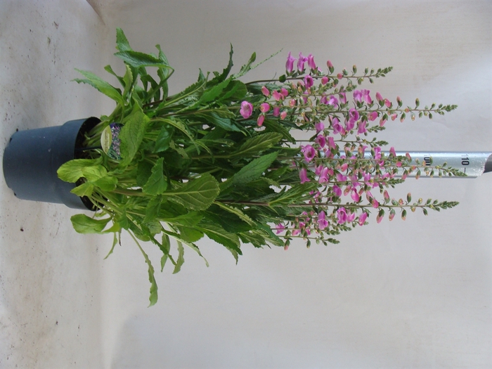 <h4>Digitalis purp. 'Hanabee Rose'</h4>