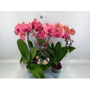 Phalaenopsis   ...
