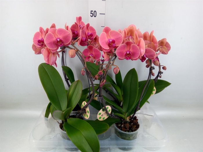 <h4>Phalaenopsis   ...</h4>