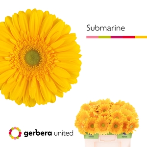 Gerbera Submarine Water