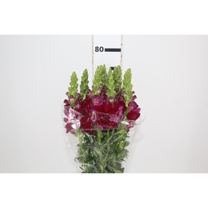 BOCA DE LEAO MONACO RED 080 CM
