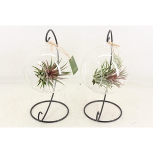 arr3 CP - Till. Glas hangbol x6 frame