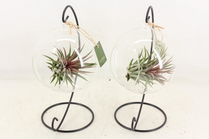 <h4>arr3 CP - Till. Glas hangbol x6 frame</h4>