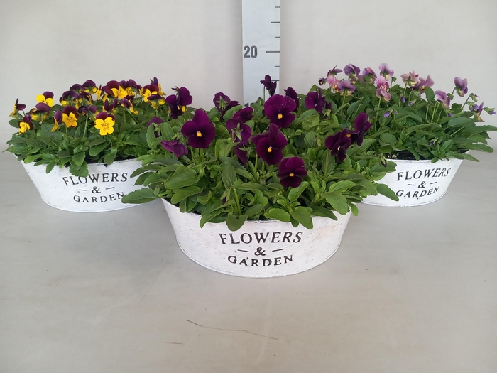 <h4>VIO CORNUTA</h4>