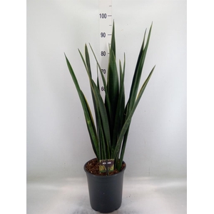 Sansevieria   ...