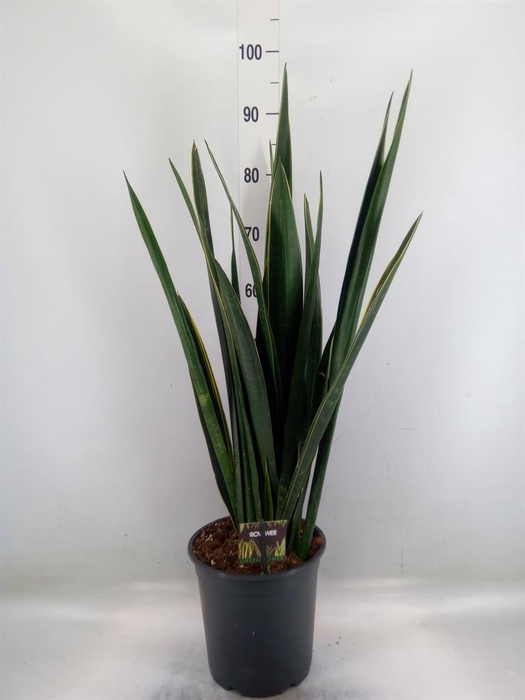 <h4>Sansevieria   ...</h4>