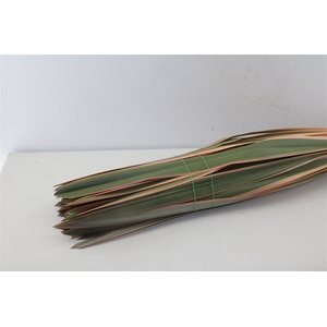 Phormium Tenax Red