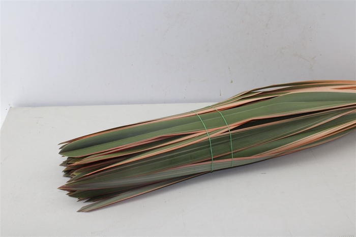 <h4>Phormium Tenax Red</h4>