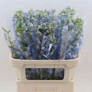 Delphinium single Sky Waltz