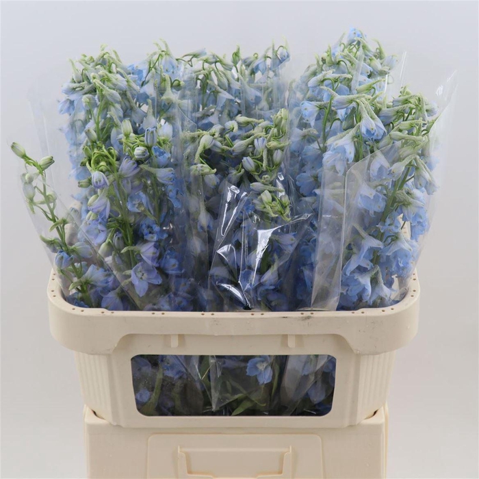 <h4>Delphinium Single Sky Waltz</h4>