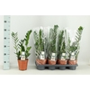 Zamioculcas Zamiifol