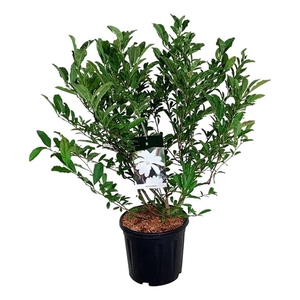 Magnolia stellata