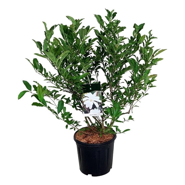 <h4>Magnolia stellata</h4>
