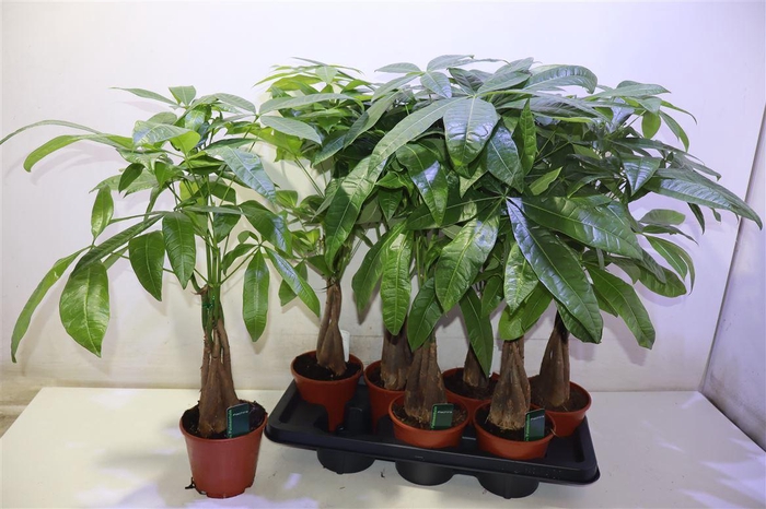 <h4>Pachira Aquatica</h4>