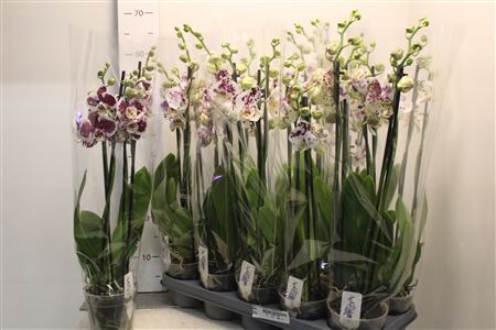 <h4>Phal An Marrakesh 4 Branches 24+</h4>