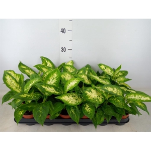 Dieffenbachia  'Compacta'