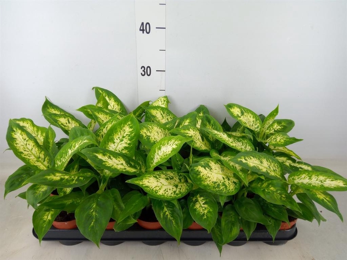 <h4>Dieffenbachia 'Compacta'</h4>