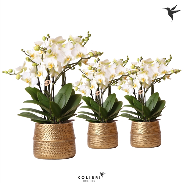 <h4>Kolibri Orchids Phalaenopsis Lausanne in groove gold</h4>