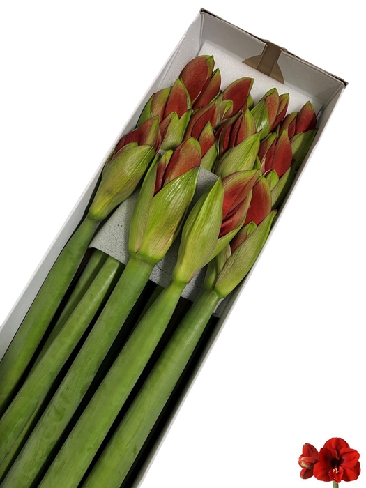 <h4>HIPP GA FERRARI</h4>