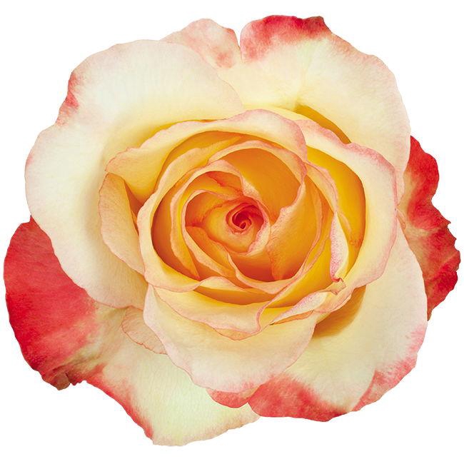 <h4>R GR AUBADE</h4>