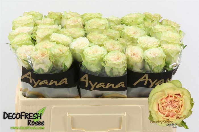 <h4>Rosa a grande fleur Country Spirit Secret</h4>