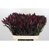 Leucadendron Saf Sunset Dark R.