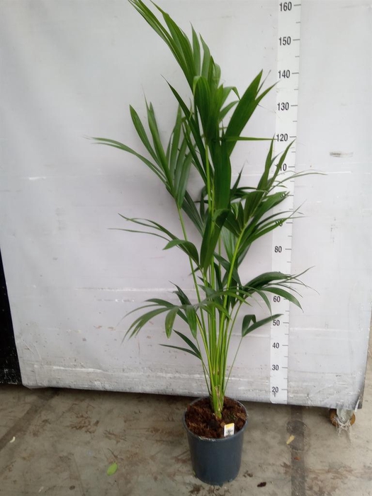 <h4>Howea forsteriana</h4>