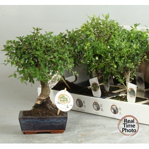 BONSAI GEM