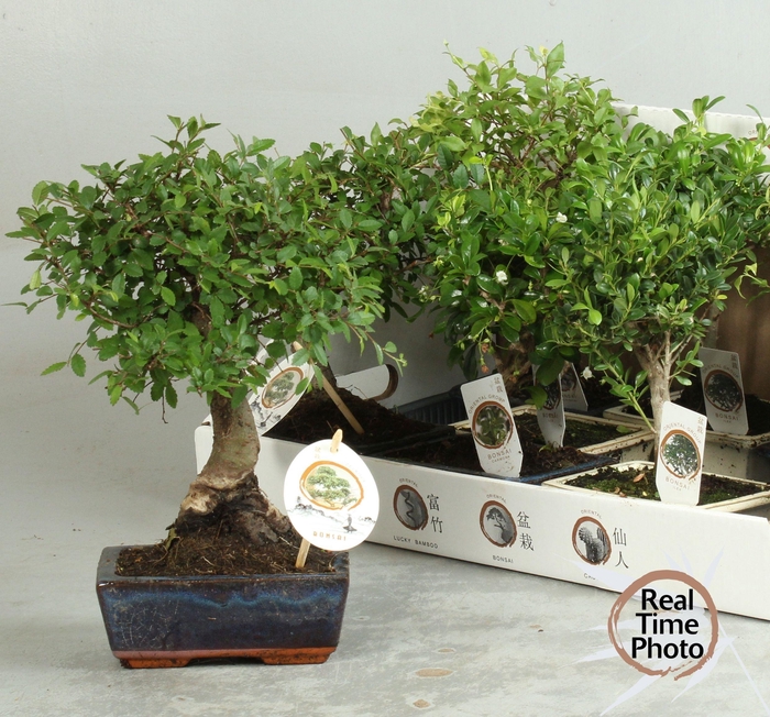 <h4>BONSAI GEM</h4>