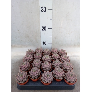 Echeveria   ...
