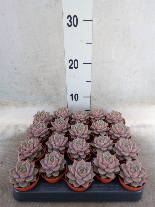 <h4>Echeveria   ...</h4>