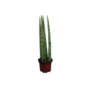 SANSEVIERIA STRAIGHT P10