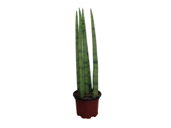 <h4>SANSEVIERIA STRAIGHT P10</h4>