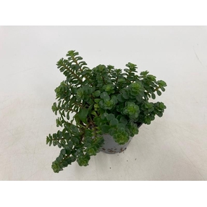 SEDUM MAKINOI 06.0 KOSMOS