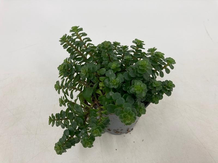 SEDUM MAKINOI 06.0 KOSMOS