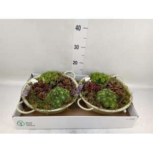 Arr.  Sempervivum L%