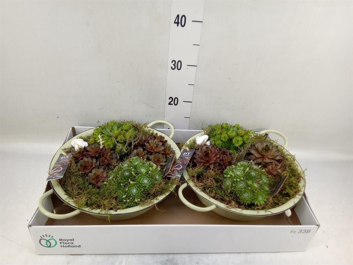 <h4>Arr.  Sempervivum L%</h4>