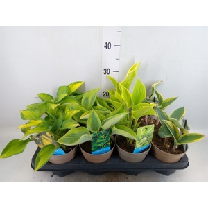 Hosta   ...