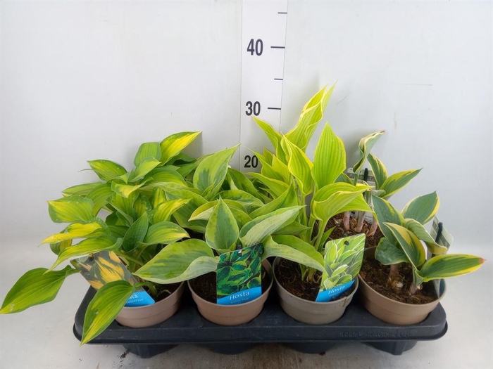 <h4>Hosta   ...</h4>