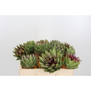 Cynara Sc Green Glob