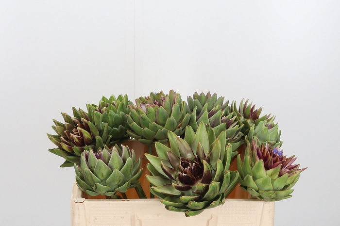 <h4>Cynara Sc Green Glob</h4>