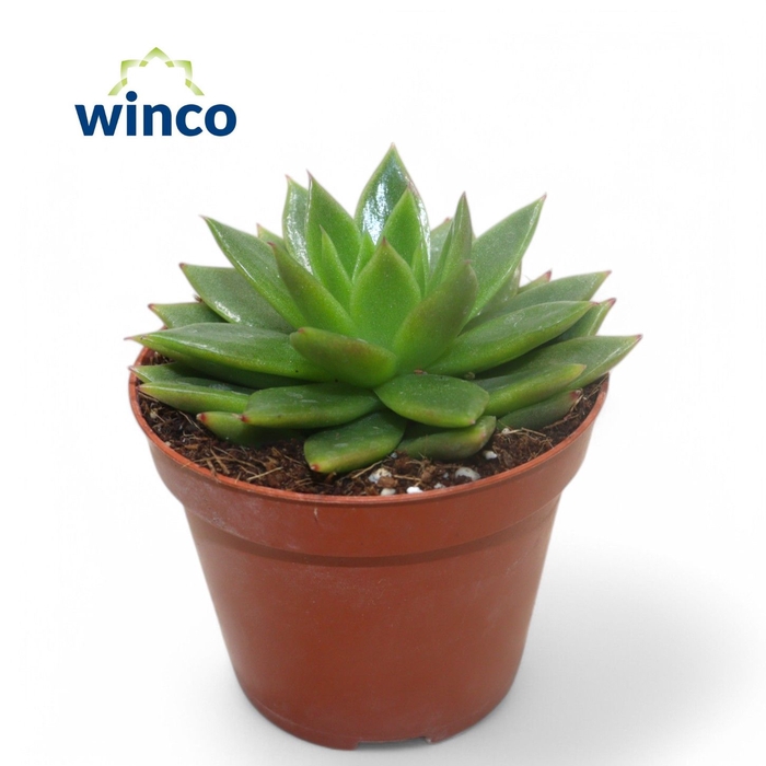<h4>Echeveria Agavoides</h4>