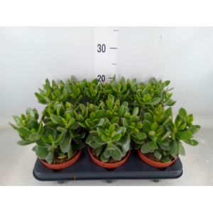Crassula  'Magical Tree'
